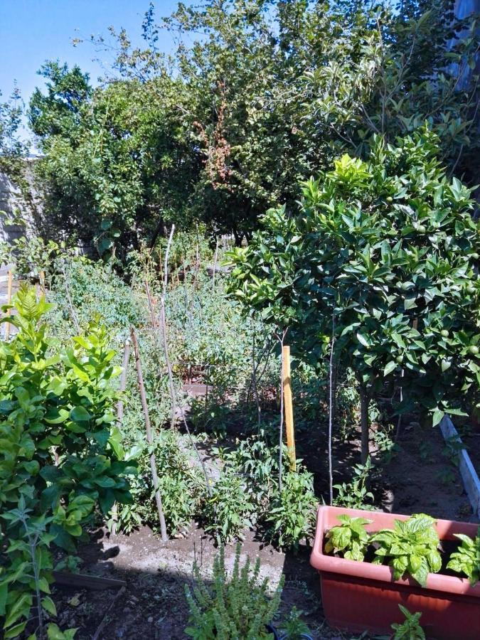 مبيت وإفطار بوسكوريليه Rosa Vesuviana المظهر الخارجي الصورة